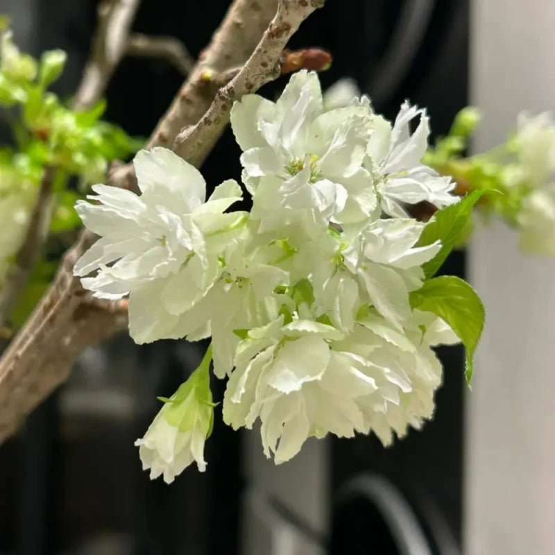 Ukon Flowering Cherry Seeds - Verdseeds