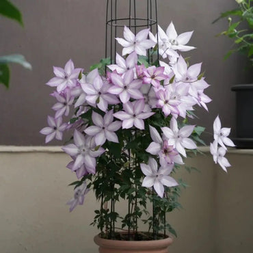 Utopia Clematis Seeds - Verdseeds