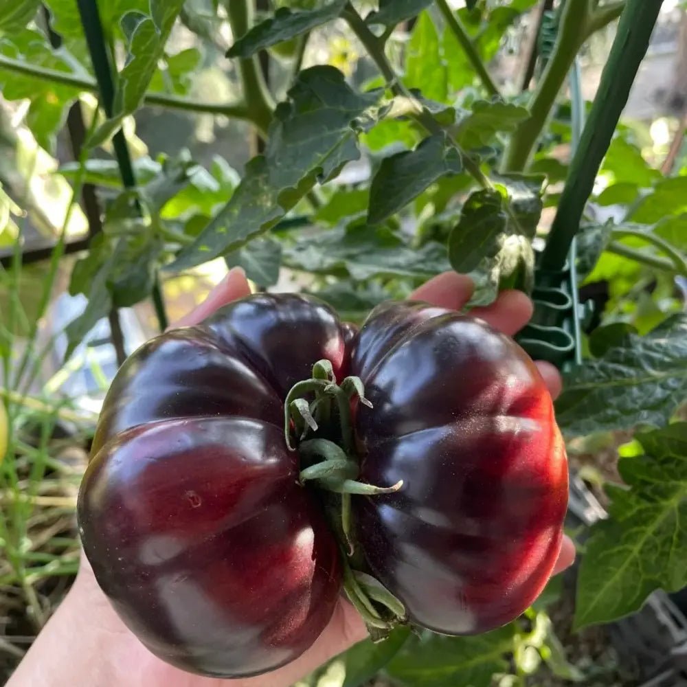 Vicente Large Purple Tomato Seeds - Verdseeds