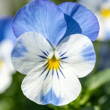 Viola cornuta 'YTT' (Yesterday, Today and Tomorrow) Seeds - Verdseeds