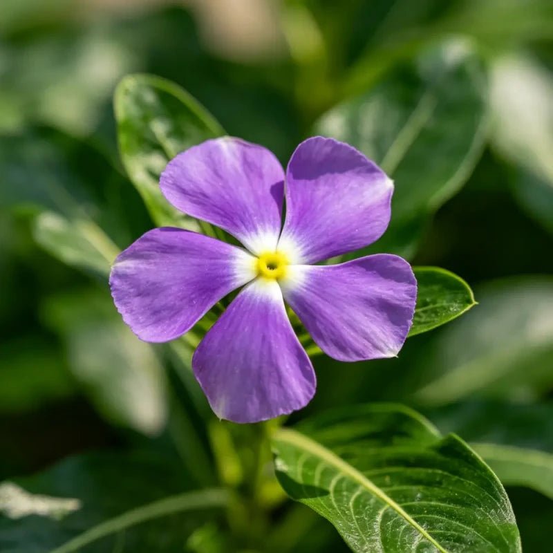 Violet Catharanthus roseus (Madagascar Periwinkle) Seeds - Verdseeds