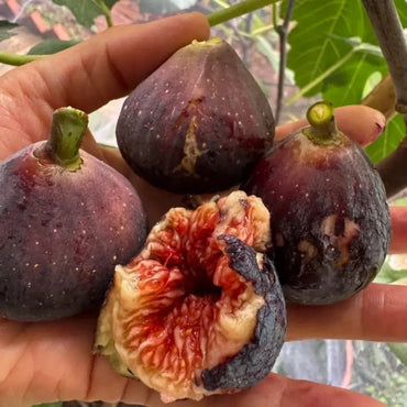 Violette de Bordeaux Fig Seeds - Verdseeds