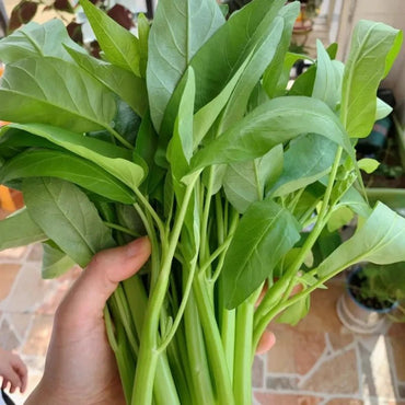 Water Spinach Seeds - Verdseeds