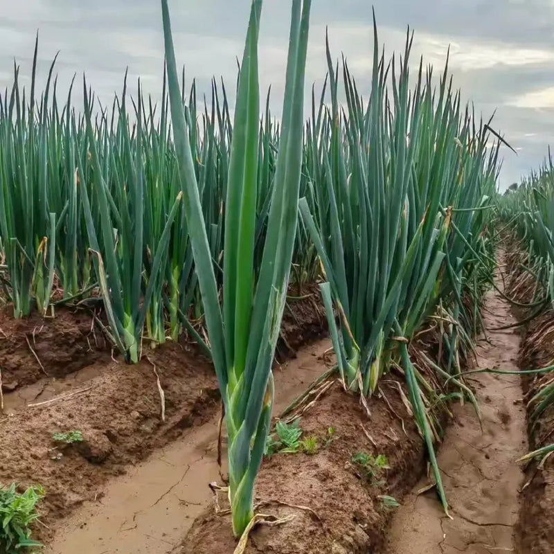 Welsh Onion Seeds