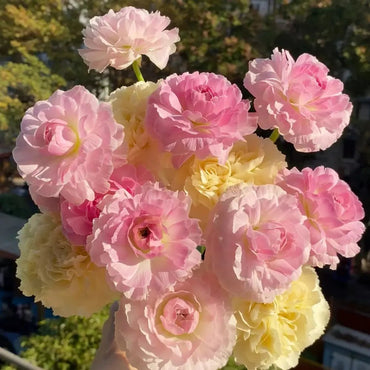 Wheatfield Ranunculus Seeds - Verdseeds