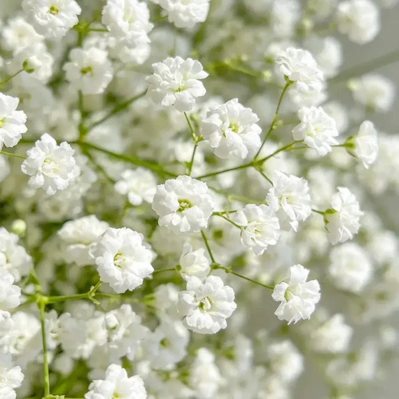 White Baby's Breath Seeds - Verdseeds