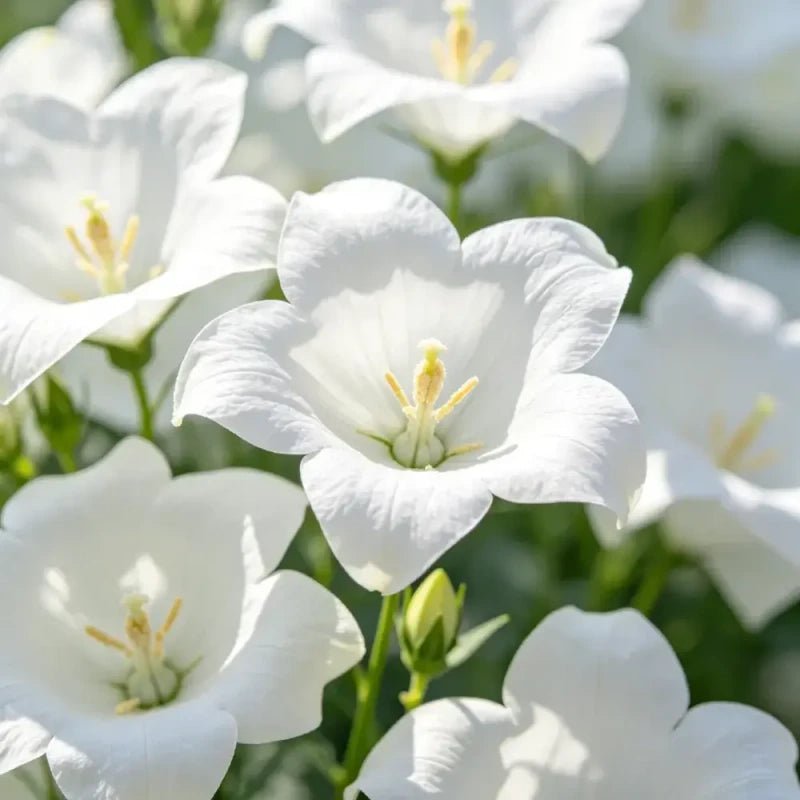 White Balloon Flower Seeds - Verdseeds