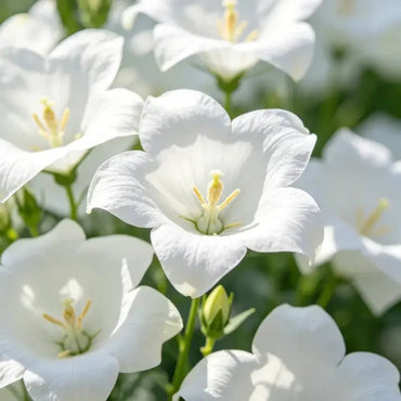 White Balloon Flower Seeds - Verdseeds
