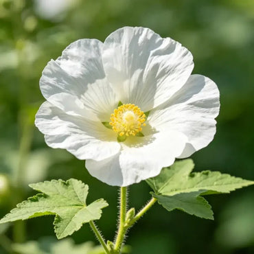 White Common Mallow Seeds - Verdseeds