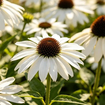 White Coneflower Seeds - Verdseeds