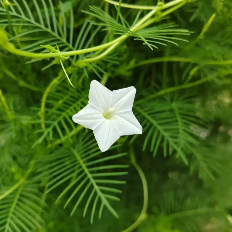 White Cypress Vine Seeds - Verdseeds