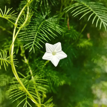 White Cypress Vine Seeds - Verdseeds