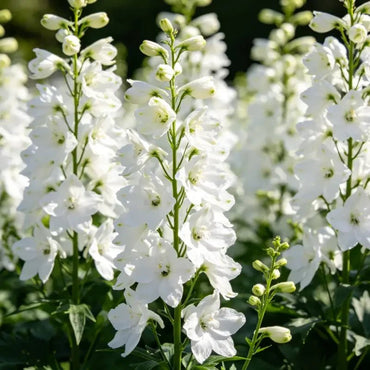 White Delphinium Seeds - Verdseeds