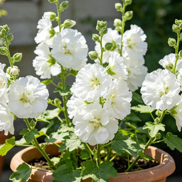 White Dwarf Hollyhock Seeds - Verdseeds
