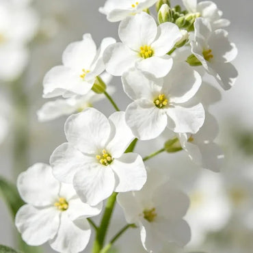White Forget - me - not Sees - Verdseeds