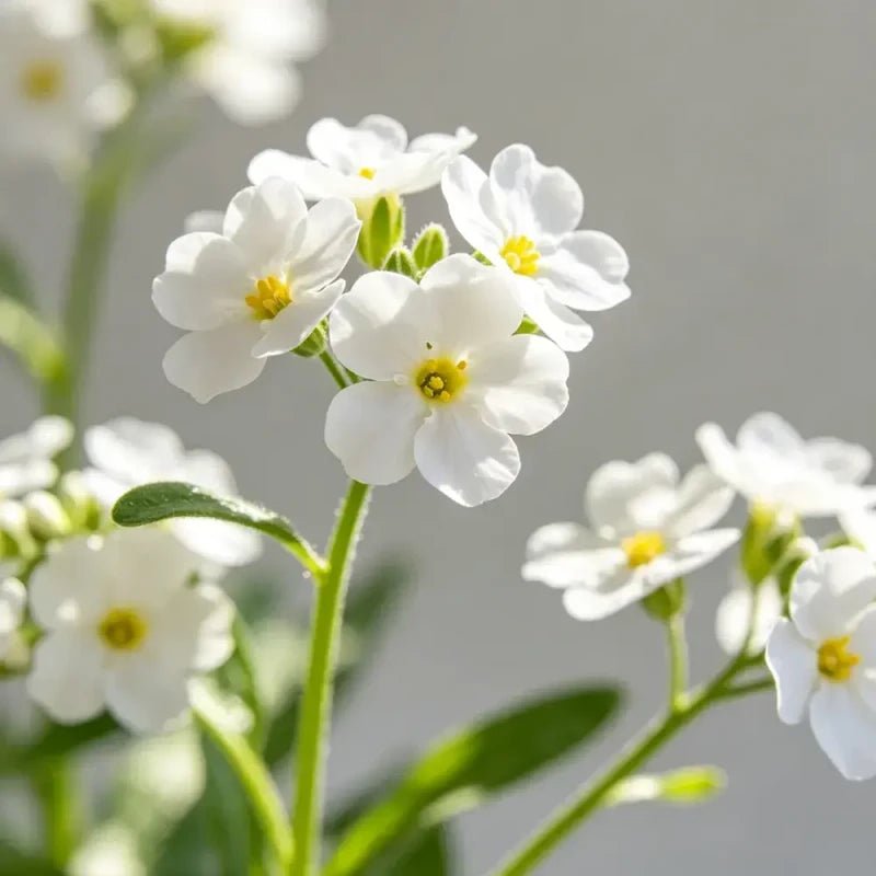 White Forget - me - not Sees - Verdseeds