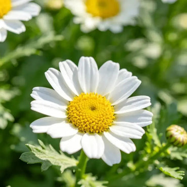 White Golden Marguerite Seeds - Verdseeds