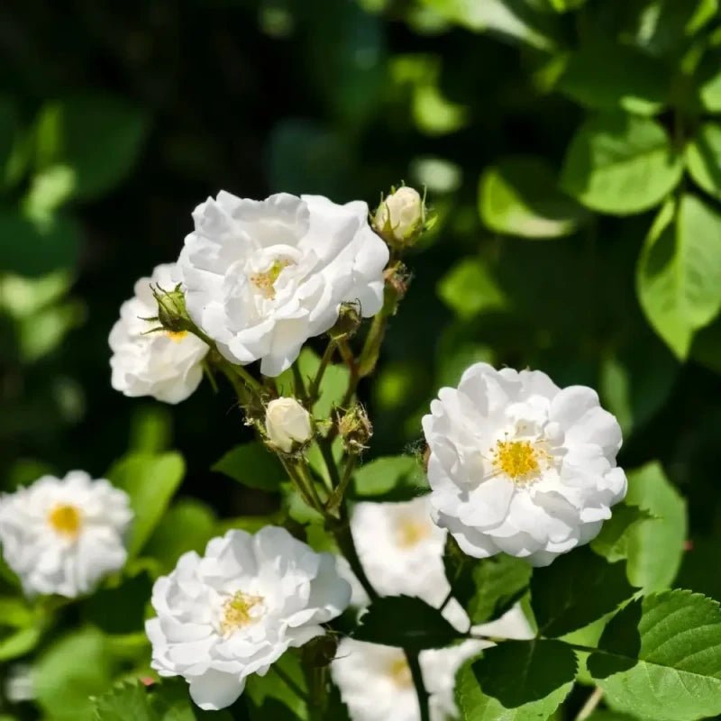 White Jade Crown Rose Seeds - Verdseeds