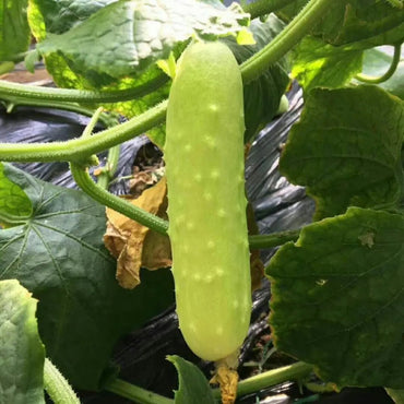 White Jade Cucumber Seeds - Verdseeds
