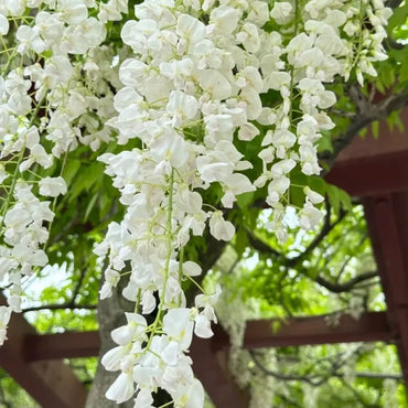 White Jade Wisteria Seeds - Verdseeds