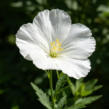 White Large - flowered Lychnis Seeds - Verdseeds