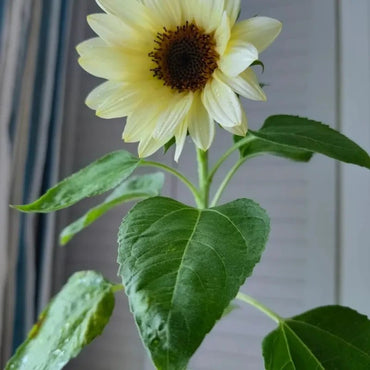 White Lover Cut Flower Sunflower Seeds - Verdseeds