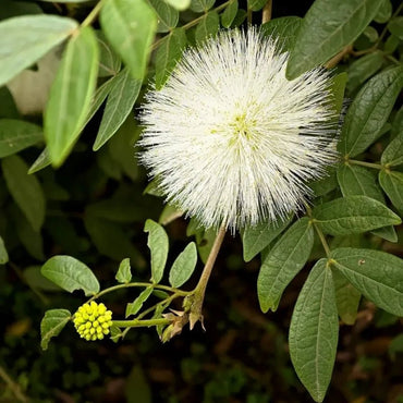 White Mimosa Tree Seeds - Verdseeds
