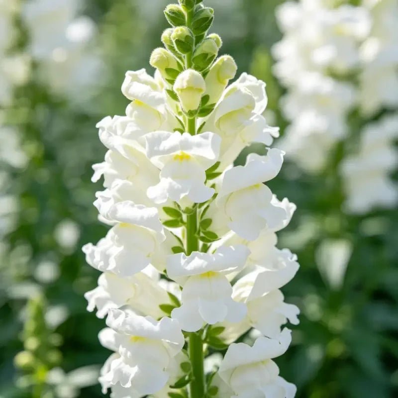 White Obedient Plant Seeds - Verdseeds