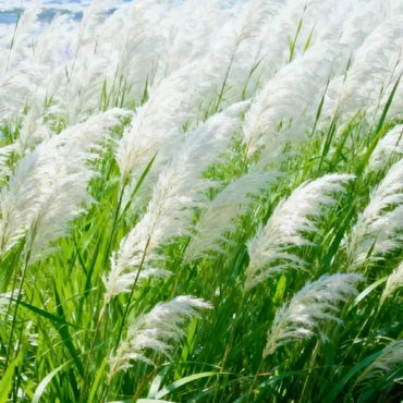 White Pampas Grass Seeds - Verdseeds