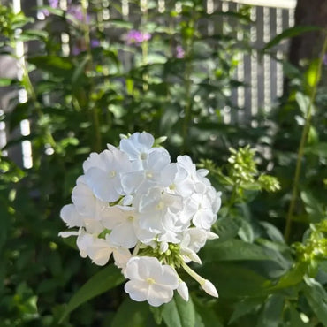 White Phlox Seeds - Verdseeds