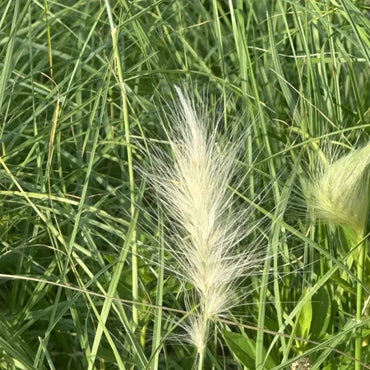White Plume Fountain Grass Seeds - Verdseeds