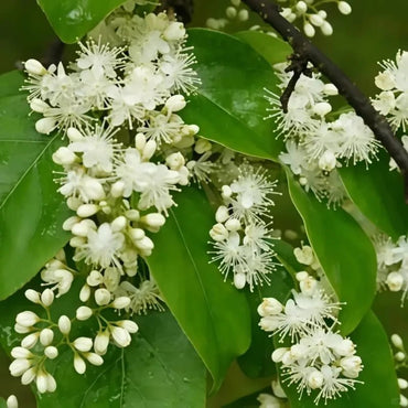 White Sandalwood Seeds - Verdseeds