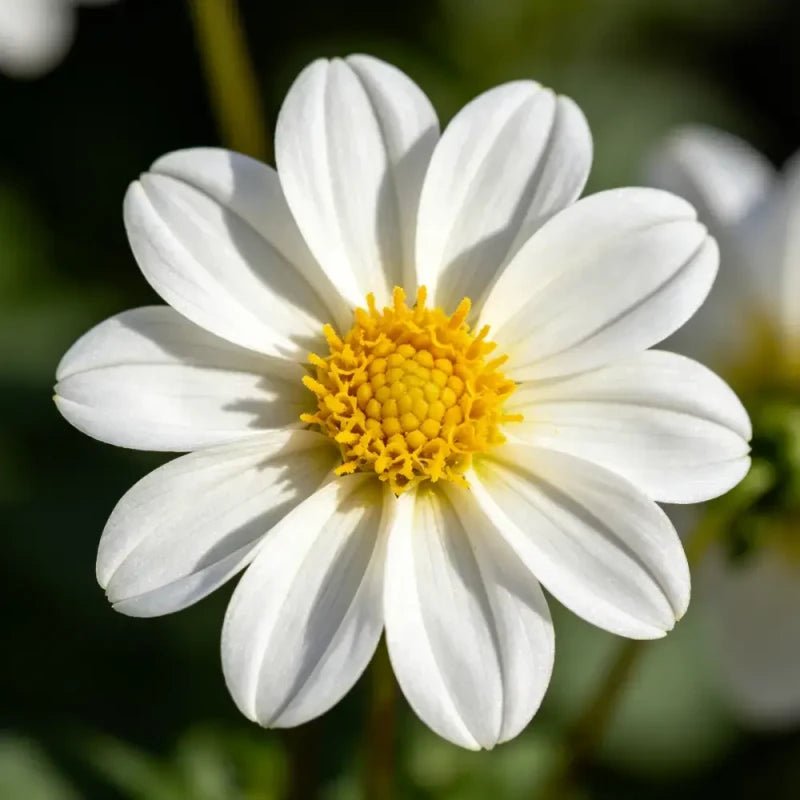 White Single Petal Mini Dahlia Seeds - Verdseeds