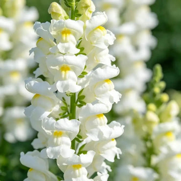 White Snapdragon Seeds - Verdseeds