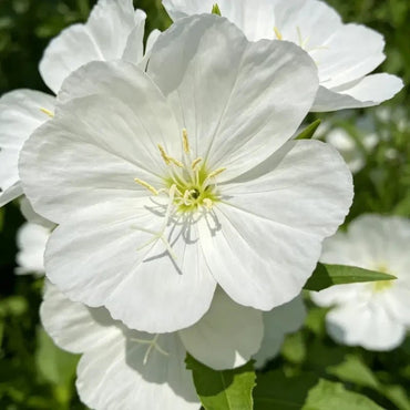 White Soapwort Seeds - Verdseeds