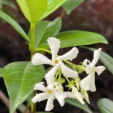 White Star Jasmine Seeds - Verdseeds