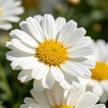 White Strawflower Seeds - Verdseeds