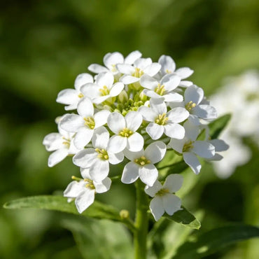 White Sweet Alyssum Seeds - Verdseeds