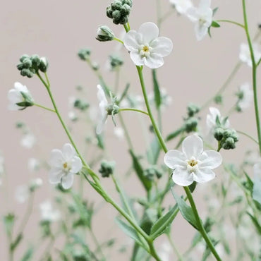 White Veronica Seeds - Verdseeds