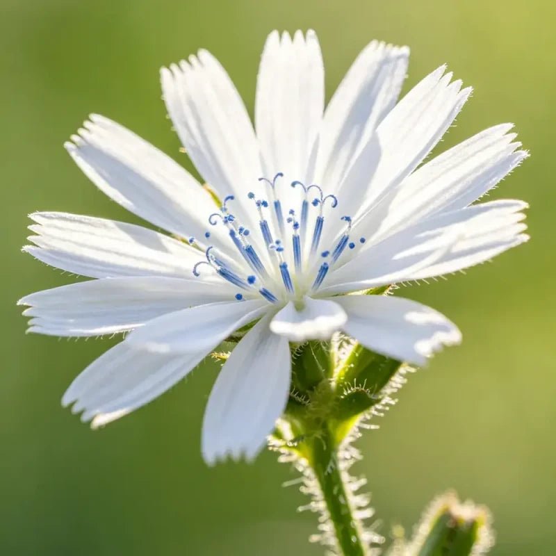 White Viper's Bugloss Seeds - Verdseeds