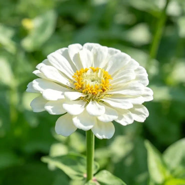 White Zinnia Seeds - Verdseeds