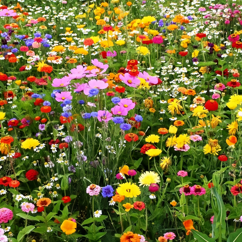 Wildflower Seeds - Cold Resistant Dwarf Plant Mix Includes Verbascum Blattaria L., Aubrieta, Dianthus,etc - Verdseeds