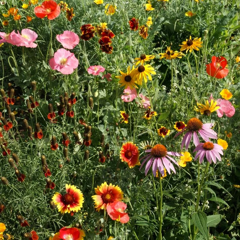 Wildflower Seeds - Drought Tolerance Mix Includes Zinnia, Cornflower, Moss Rose, etc. - Verdseeds