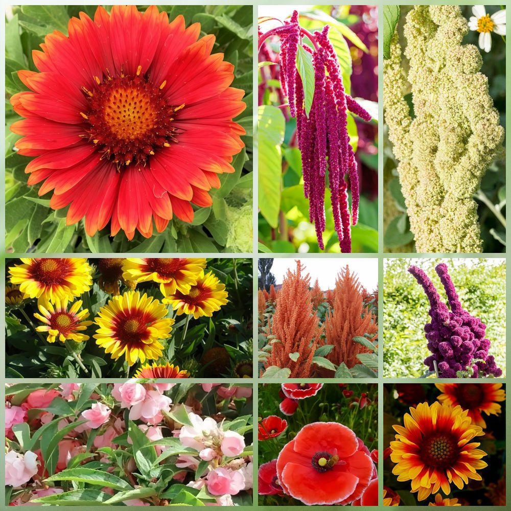 Wildflower Seeds - Drought Tolerance Mix Includes Zinnia, Cornflower, Moss Rose, etc. - Verdseeds