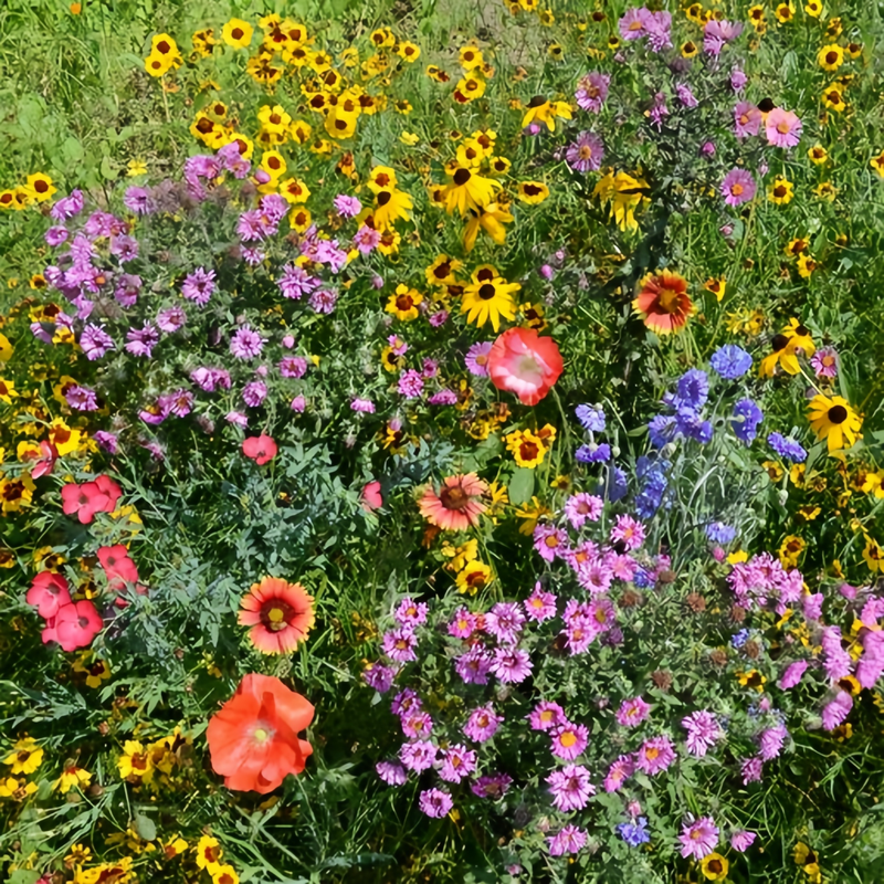Wildflower Seeds - Dwarf Mix Includes Candytuft, Snapdragon, Clarkia Amoena, etc. - Verdseeds