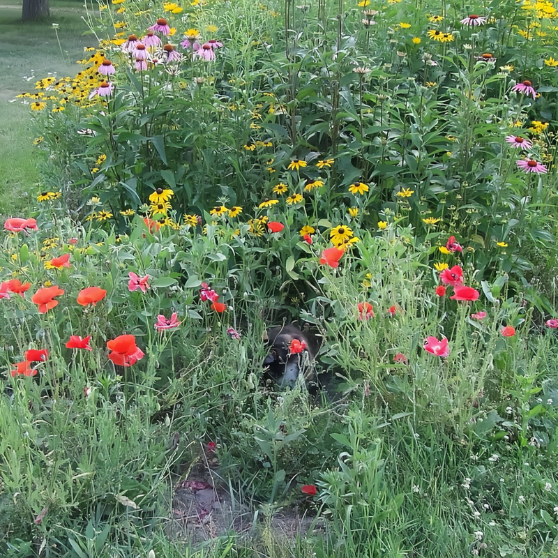 Wildflower Seeds - Heat Resistant Mix Includes Cornflower, Pappy, Zinnia, etc. - Verdseeds