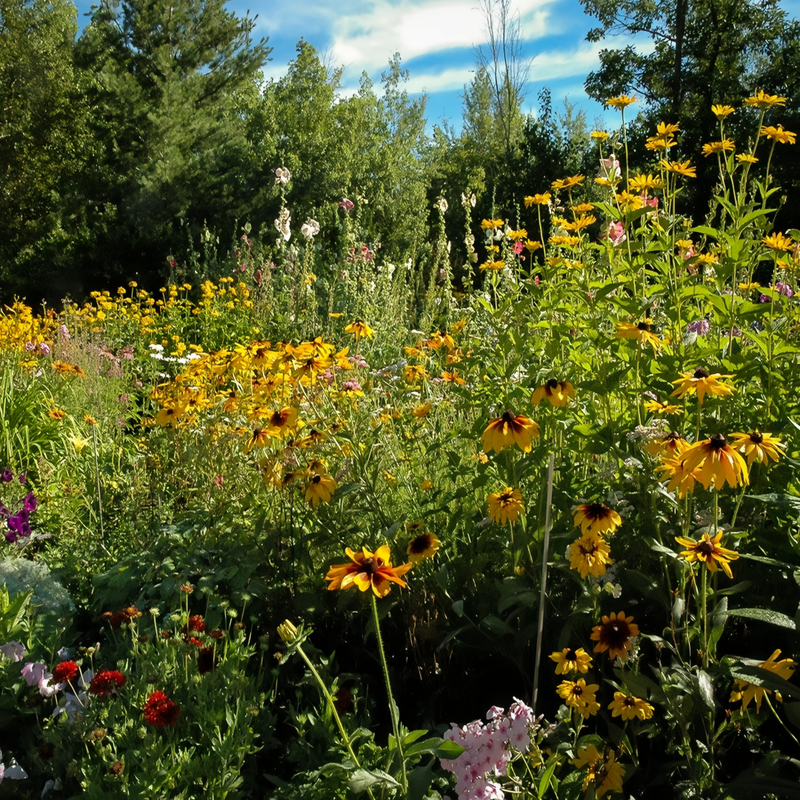 Wildflower Seeds - Highway Hillside Greening Mix Includes Cosmos, Zinnia, Calendula, etc. - Verdseeds