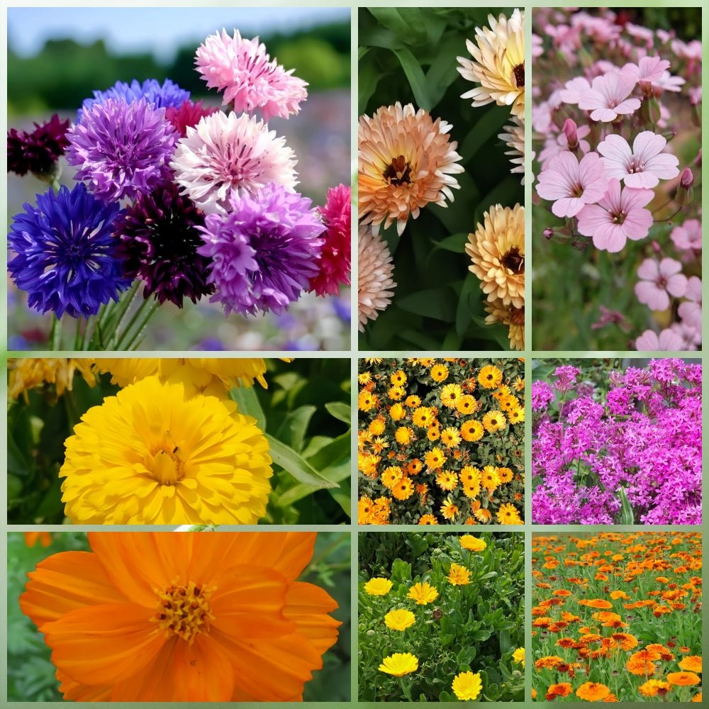 Wildflower Seeds - Highway Hillside Greening Mix Includes Cosmos, Zinnia, Calendula, etc. - Verdseeds