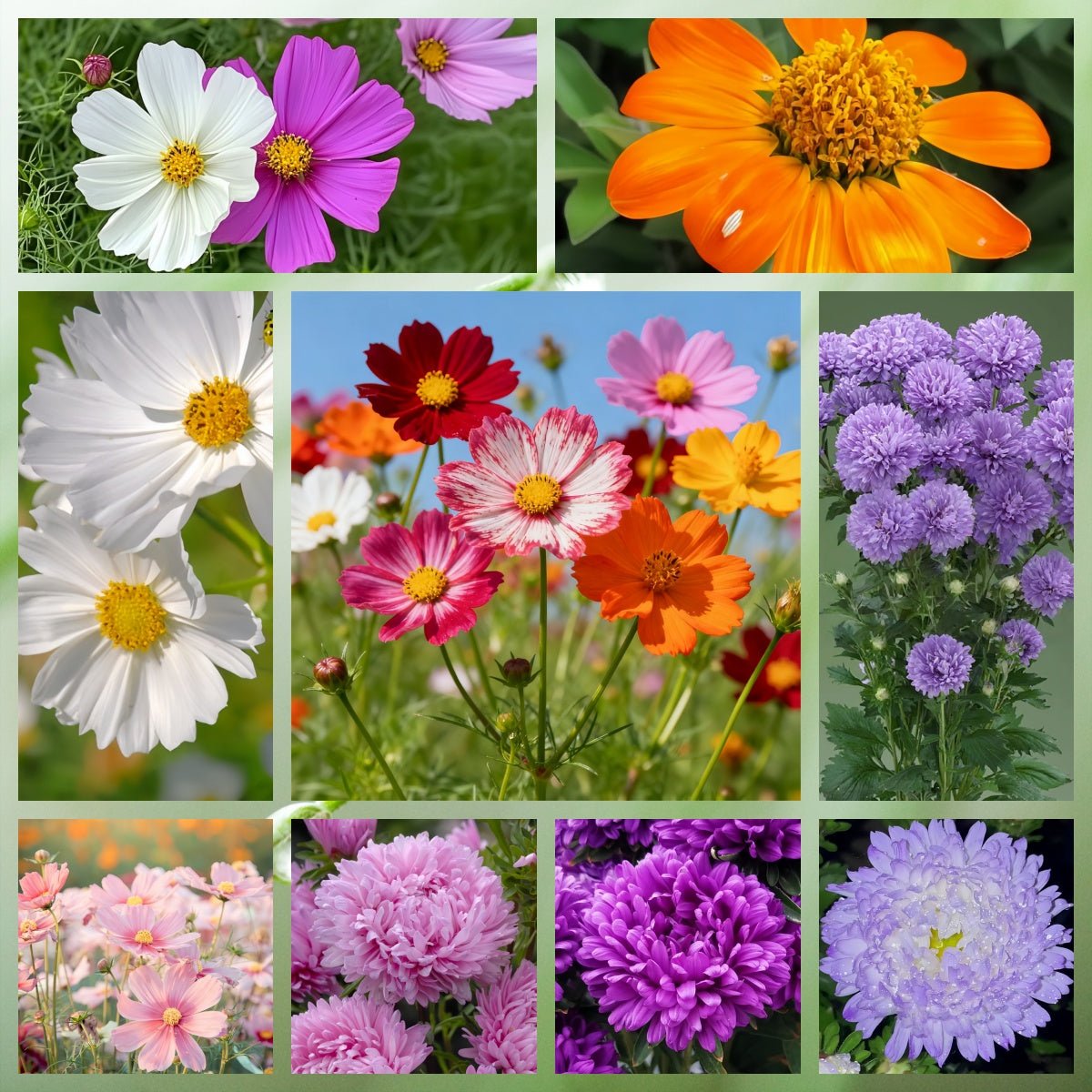 Wildflower Seeds - Highway Hillside Greening Mix Includes Cosmos, Zinnia, Calendula, etc. - Verdseeds