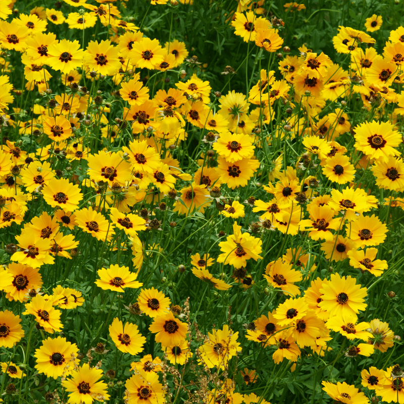 Wildflower Seeds - Moisture Resistance Mix Includes California Poppy, Oberonia, Coreopsis, etc. - Verdseeds